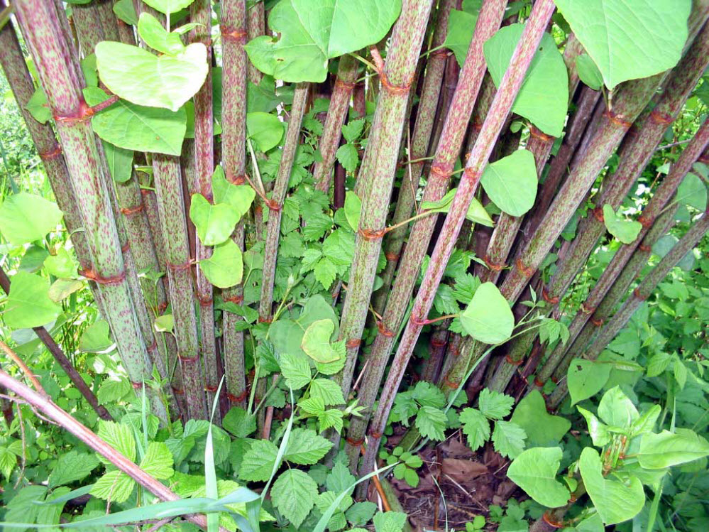 PLR Ltd UK - Japanese knotweed eradication - summer growth showing mottled Fallopia-japonica stems. If you see this on your land or property, call us immediately!