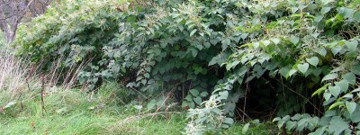 Japanese knotweed in summer along trails - if you see this call PLR Ltd on 0207 042 6450