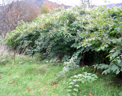 Japanese knotweed in summer along trails - if you see this call PLR Ltd on 0207 042 6450