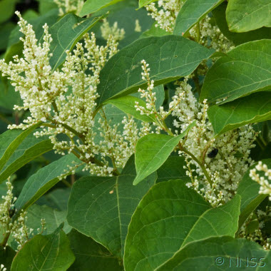 Japanese knotweed in summer - if you see this call PLR Ltd on 0207 042 6450