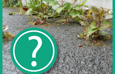 Not sure if what you have is Japanese Knotweed - contact PLR Ltd UK on 0207 042 6450