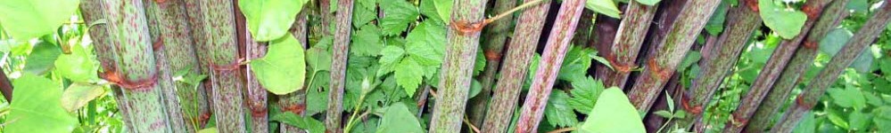 PLR Ltd UK - Japanese knotweed eradication - summer growth showing mottled Fallopia-japonica stems