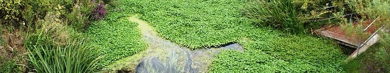 Floating pennywort - like Japanese knotweed, it is an invasive plant. PLR Ltd get rid of Japanese knotweed for you