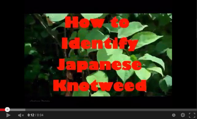 How to identify Japanese knotweed - guest video on PLR Ltd. If you have it, call 0207 042 6450 for advice and help