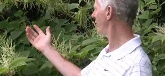 PLR Ltd - Identification of Japanese knotweed - guest video by Irish Angling Update