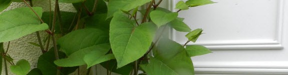 PLR Ltd UK - Japanese knotweed and other invasive weeds eradication - invasive growth by front door of house