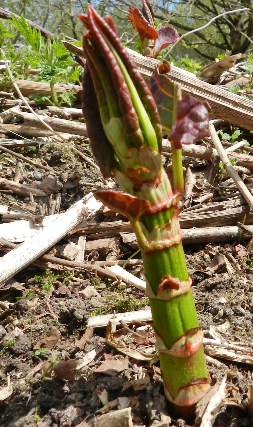 PLR Ltd UK - Japanese knotweed eradication - young growth - asparagus-like shoot emerging